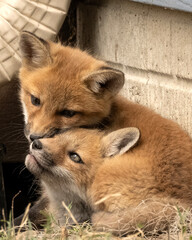 Red fox (Vulpes vulpes); Lincoln, Nebraska