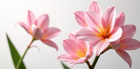 Fototapeta premium Artistic arrangement of freesia flowers with soft focus on white background, bouquet, fragrant