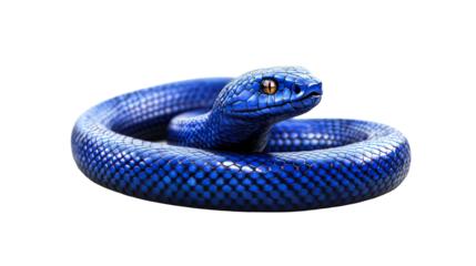A Blue Snake with Scales, Wrapped Up on Black Background, cut out transparent