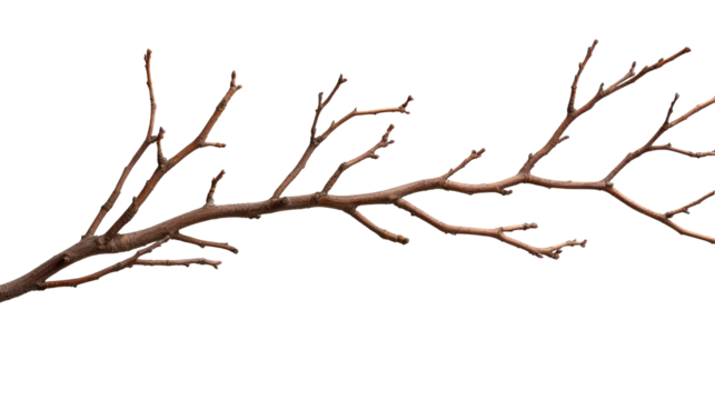 Leafless tree branch with buds, winter nature, natural details, cut out transparent