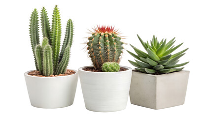 Hyperrealistic Cacti Sculptures Images