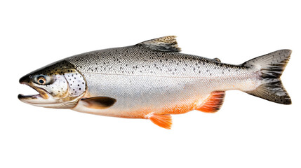 Naklejka premium Wild trout swimming with open mouth, cut out transparent