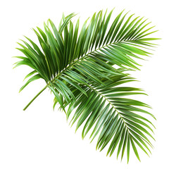 Obraz premium Tropical palm fronds greenery foliage plant designisolated on transparent background png