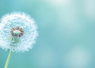 Fototapeta premium Beautiful dandelion close-up on a green background, with pastel blue and white colors, captured through macro photography, with blurred edges, creating a beautiful background for design work or as an 