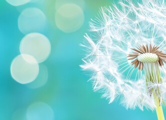 Obraz premium Beautiful dandelion close-up on a green background, with pastel blue and white colors, captured through macro photography, with blurred edges, creating a beautiful background for design work or as an 