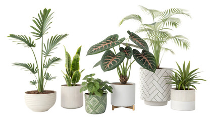 Obraz premium Different indoor houseplants isolated on png background