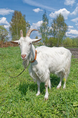 White dairy goat in grassy field, tied with chain. Farm backdrop with trees and sky. Cheese and milk production, sustainable farming lifestyle.