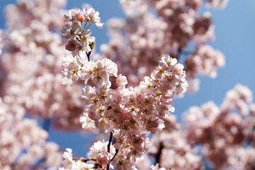 Rosa Blütenpracht - Frühe Zierkirsche Accolade - Kirschbaum im Frühling unter blauem Himmel