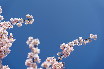 &Auml;ste mit rosa Bl&uuml;ten - Fr&uuml;he Zierkirsche Accolade - Kirschbaum im Fr&uuml;hling mit  Rosa Bl&uuml;tenpracht unter blauem Himmel