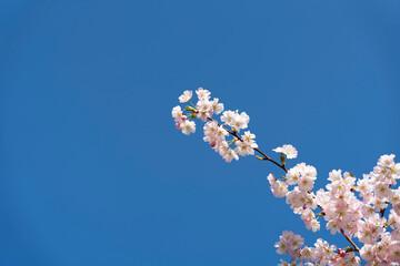Ast mit rosa Blüten - Frühe Zierkirsche Accolade - Kirschbaum im Frühling mit  Rosa...