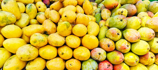 A pile of delicious ripe mangoes open sell in Indian market.