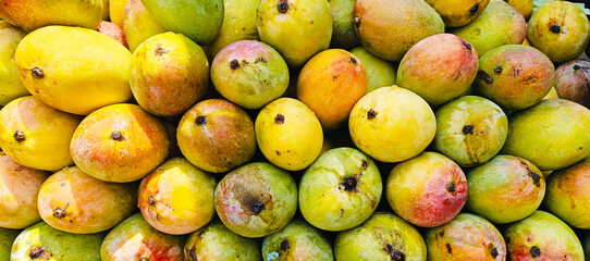 A pile of delicious ripe mangoes open sell in Indian market.