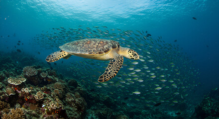 sea turtle swimming in aquarium