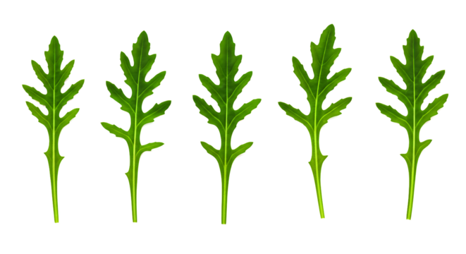A sequence of fresh Arugula variations revealing 