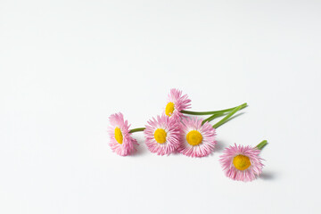 ピンク色のデイジー　白背景
