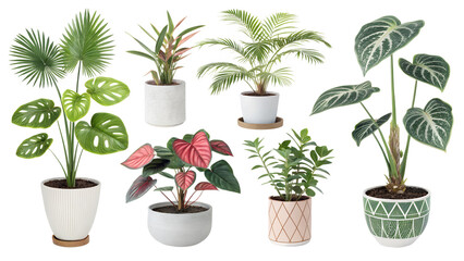 Fototapeta premium Different indoor houseplants isolated on png background