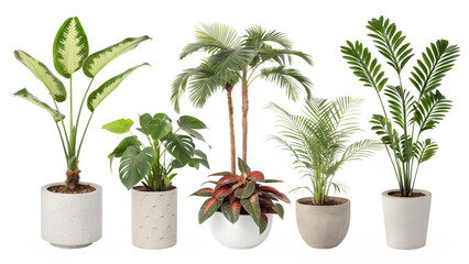 Obraz premium Different indoor houseplants isolated on png background