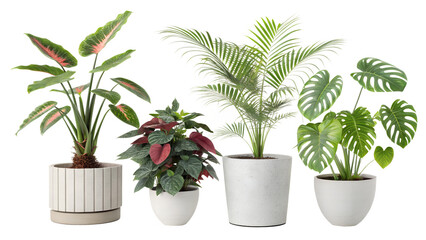 Fototapeta premium Different indoor houseplants isolated on png background