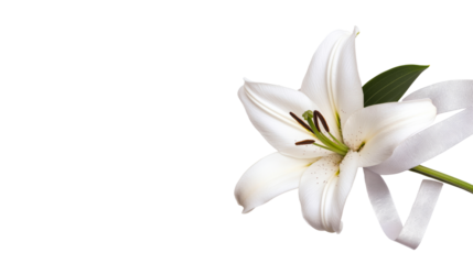 White lily with ribbon arrangement on black, cut out transparent