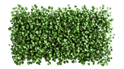 Green Leaf Bush with Dense Foliage on Black Background, cut out transparent