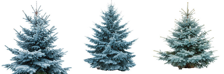  Set of Snow fall in winter forest magic. Blue spruce fir tree branches detail isolated on a transparent background