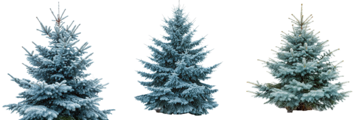  Set of Snow fall in winter forest magic. Blue spruce fir tree branches detail isolated on a transparent background