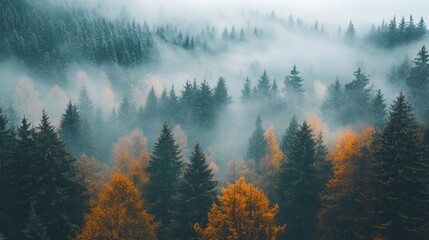Misty Autumn Forest: A Breathtaking View of Nature's Serenity