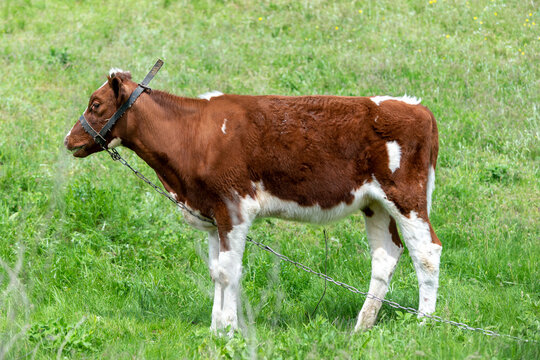 A lonely calf grazes in a meadow