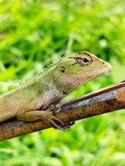 lizard on a tree