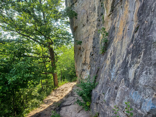 Niagara Glen trail forest view