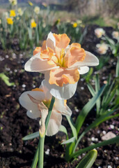 Obraz premium Narcissus close up. Beautiful flower with white orange petals, stamens and green leaves grows in ground on sunny spring day. Selection breeding. Artificially bred plant. Cultivated varietal daffodil