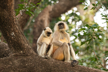 Singe Indien