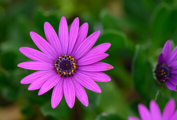 Obraz premium Vibrant purple flower blossoms gracefully under the sunlight in a lush garden setting, showcasing nature's delicate beauty