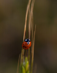 Bright ladybug perched on slender blades of grass in soft evening light captures the essence of a serene garden moment