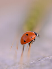Bright ladybug gracefully resting on a soft surface in the golden light of a summer afternoon