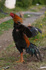Colorful rooster proudly displays its feathers while roaming through a sunny backyard pathway amid wildflowers
