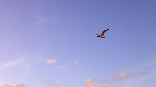 A slow, steady flight carried the bird over the vast ocean.