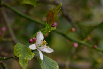 Delicate white blossom unfolds amid vibrant young leaves in a serene garden during spring