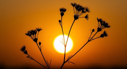 Obraz premium grass silhouette against sunset