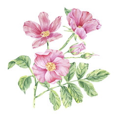 Obraz premium Pink wild rose on stem foliage watercolor illustration isolated on white. Rosehip flowers, buds, leaves on branch hand drawn botanical sketch. Dog rose blossoms for label, packaging, floral wedding.