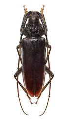 Long horned beetle, Duke beetle (Cerambyx dux) is a major pest of stone-fruit tree orchards, isolated on a white background