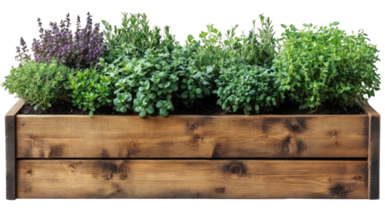 Herb Garden: Vibrant herbs flourish in a rustic wooden planter, creating a scene of natural beauty and freshness. Displaying a variety of culinary herbs.