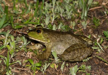 American Bullfrog Lithobates catesbeianus eating insect earwig nature amphibian.	