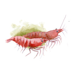 Wild life of the seas and oceans, crustaceans painted with watercolors