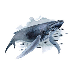 Wild life of the seas and oceans, whale painted with watercolors
