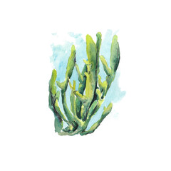 Wild life of the seas and oceans, algae painted with watercolors