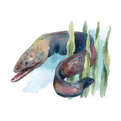 Wildlife of the seas and oceans, moray eel painted with watercolors