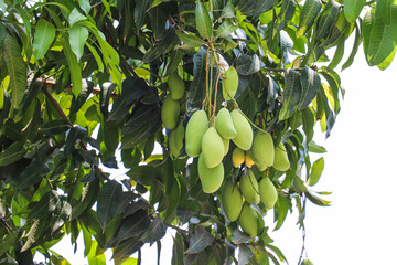 Cluster of Unripe Green Mangoes Hanging from Tree