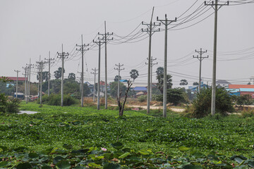 Electric Poles Stretching Across a Rural Lotus Field