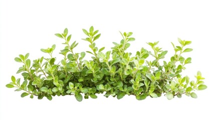 Obraz premium Isolated Plant Cutout